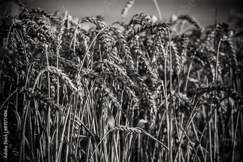 Spikes of ripe wheat on a farmers field. black and white.