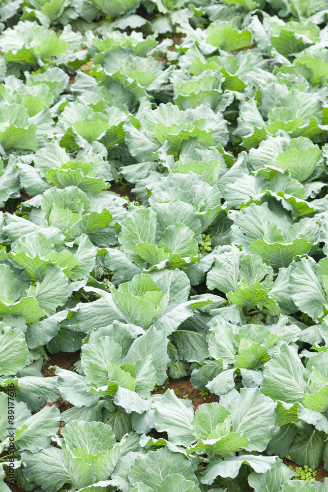 Agriculture cabbage Agriculture cabbage