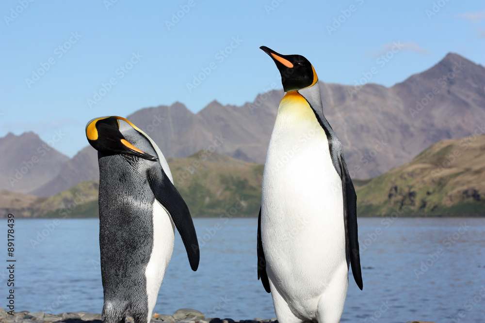 Fototapeta premium Königspinguine in der Fortuna Bay