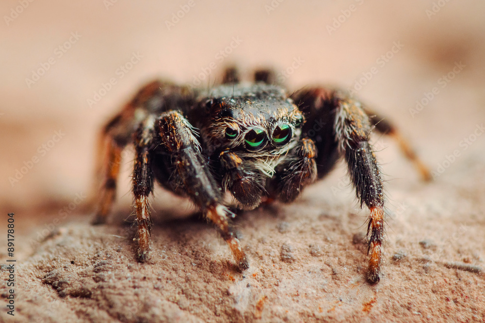 Jumping spider with green eyes. Russian nature Jumping spider with green eyes. Russian nature