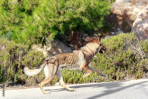 Running Czechoslovakian Wolfdog photo