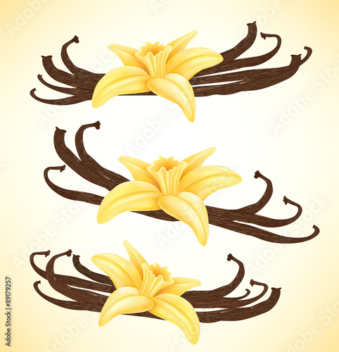 Realistic vanilla flower and pods, vector isolated objects on white background