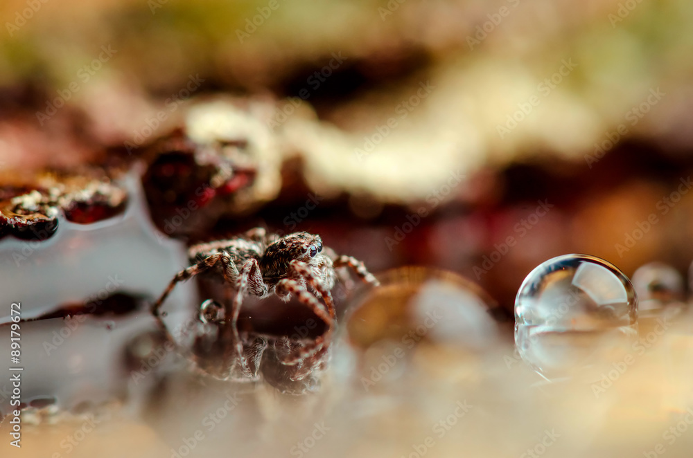 Obraz premium Jumping spider going between drops. Russian nature