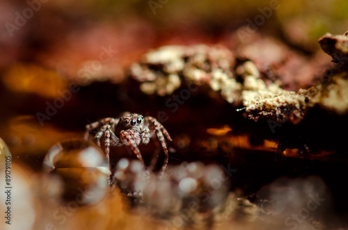 Jumping spider staying. Russian nature © elvis_dead