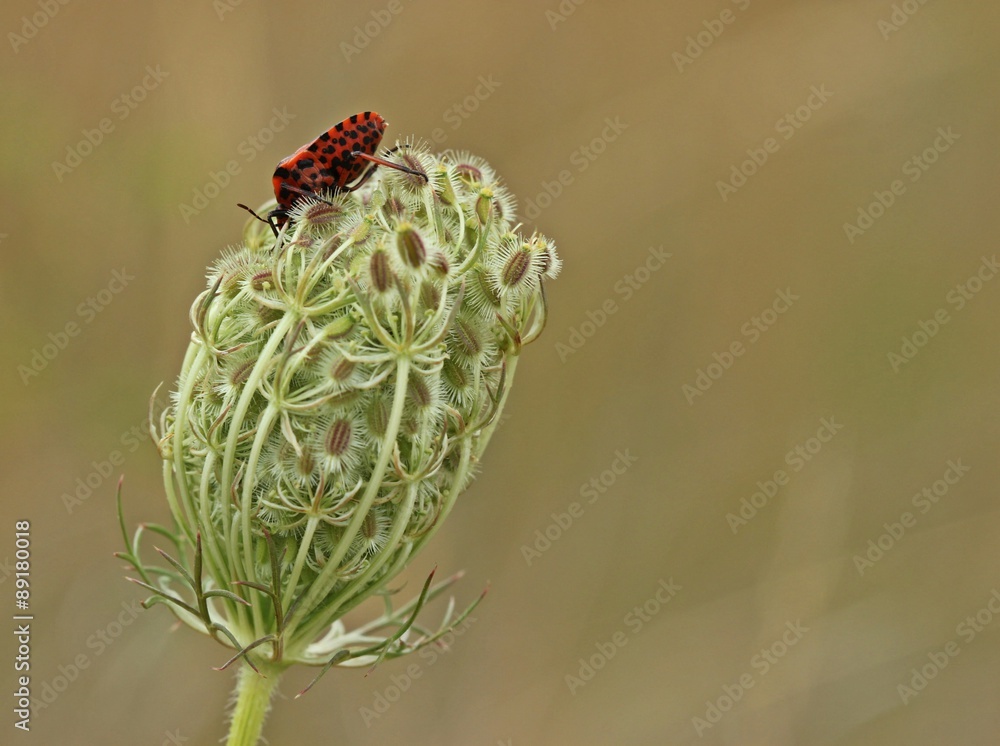 Streifenwanze (Graphosoma lineatum)auf Wilder Möhre Streifenwanze (Graphosoma lineatum)auf Wilder Möhre