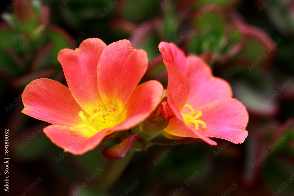 Portulaca umbraticola Portulaca umbraticola