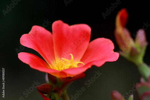 Exotic Portulaca umbraticola