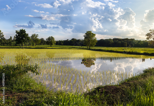 View of rice farm and cloud reflex on the water