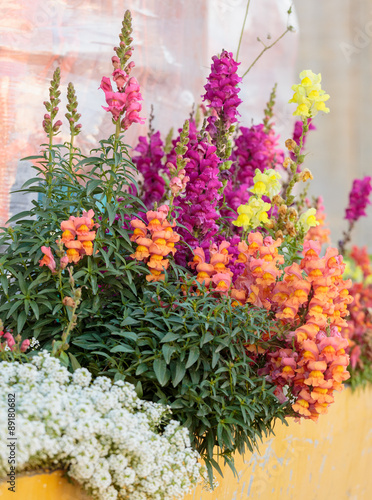 Multicolored antirrhinum