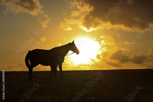 Pferd vor Sonne