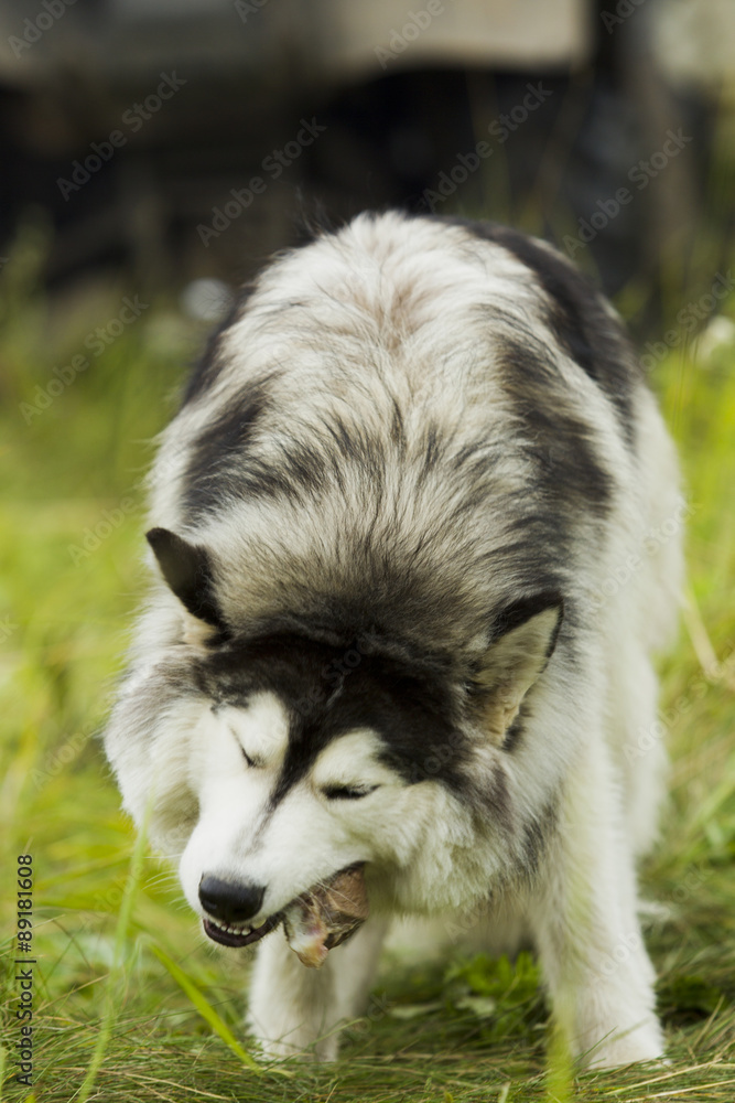 Husky dog ​​-malamut.
