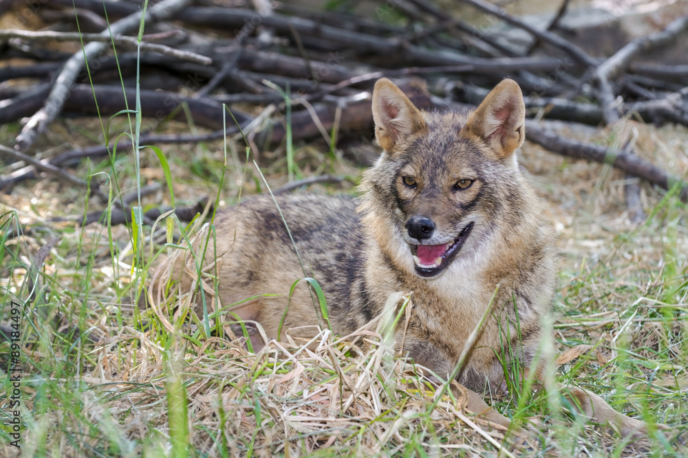 Obraz premium Golden jackal (Canis aureus)