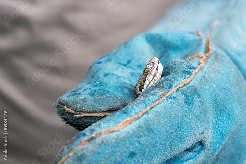 A Hungarian meadow viper photo