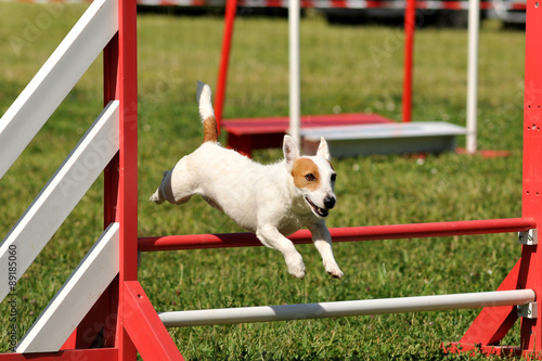 jack russel terrier en agility