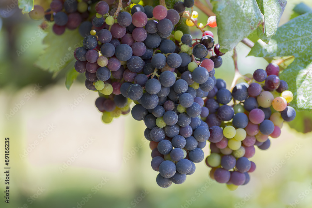 Racimo de uvas en una viña. foto de Stock | Adobe Stock