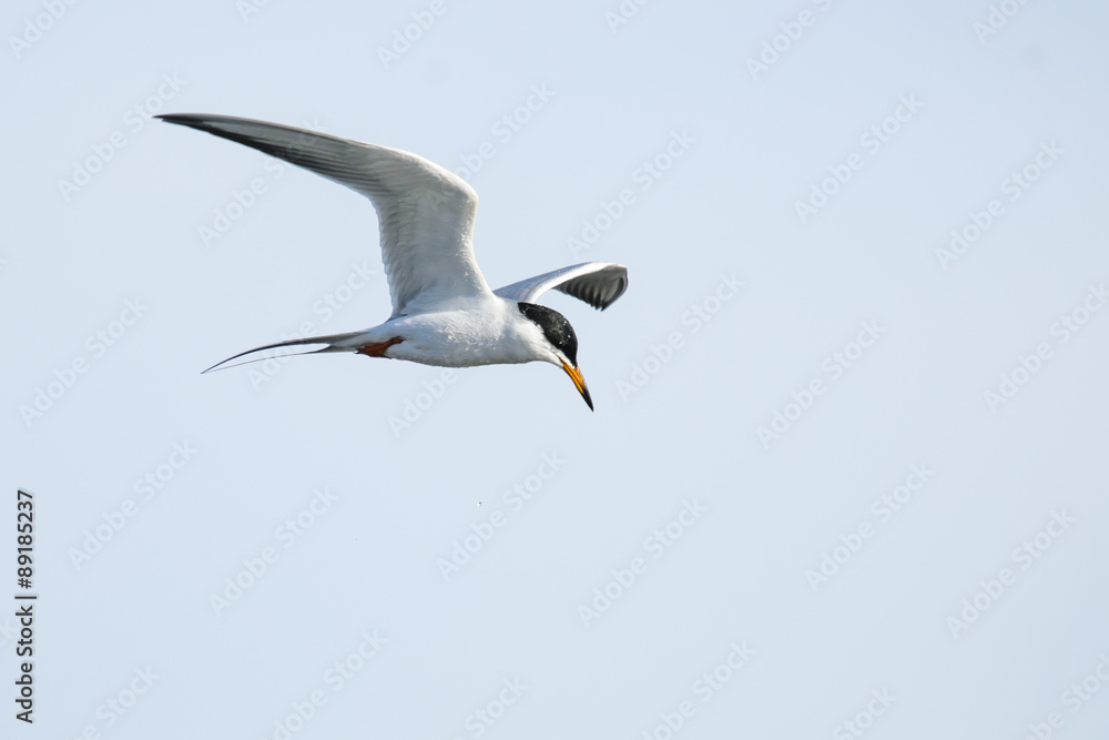 Common Tern (Sterna hirundo) Common Tern (Sterna hirundo)