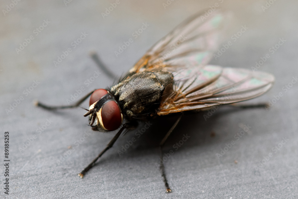 Obraz premium Grosse mouche