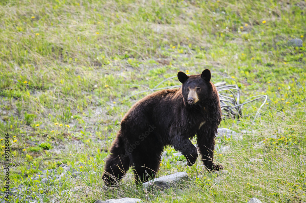 Fototapeta premium American Black Bear (Ursus americanus)