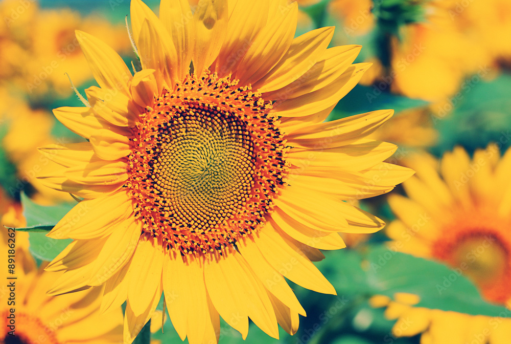 Beautiful sunflowers field with sunlight Beautiful sunflowers field with sunlight