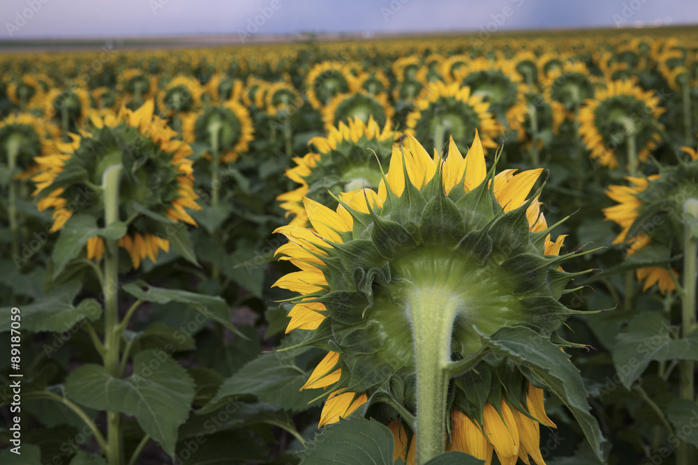 Obraz premium Field of sunflowers