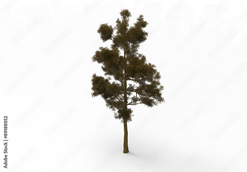 Obraz premium Trees isolated