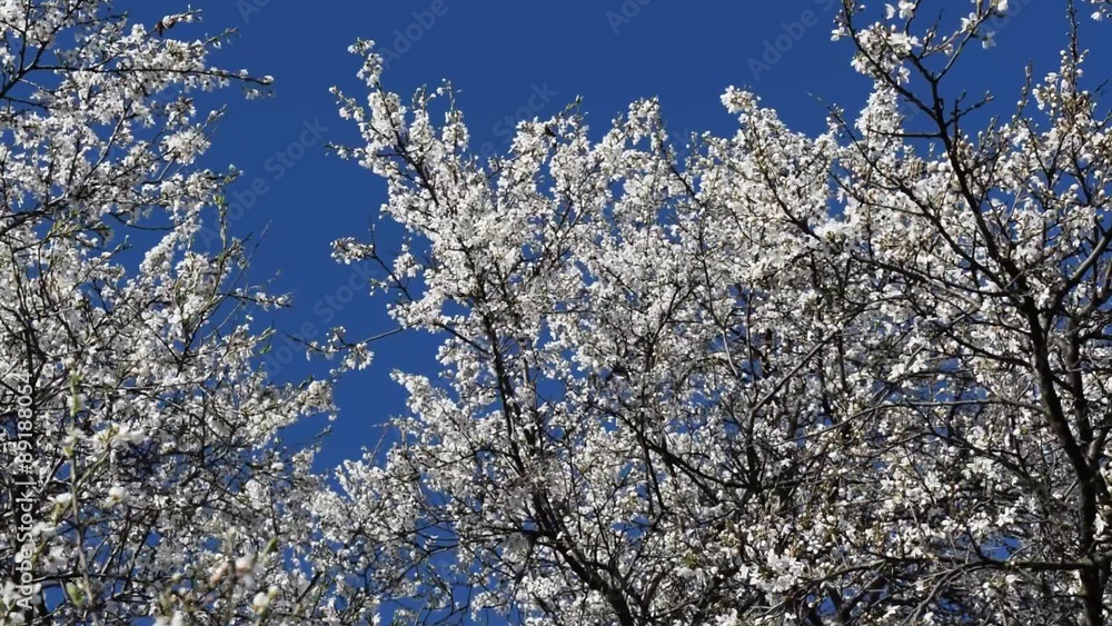 Blossoming of a cherry plum. Spring in gardens of Kuban. Blossoming of a cherry plum. Spring in gardens of Kuban.