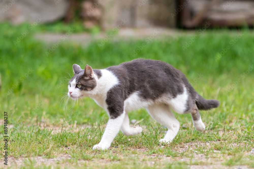 Gatto randagio libero a caccia nel prato