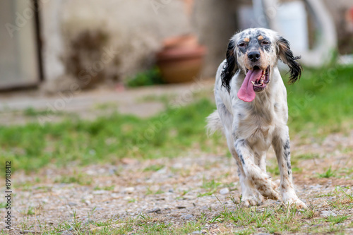 Konstfotografi Cane setter inglese che corre  nel campo