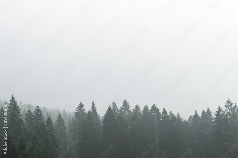 Obraz premium Forest in fog.