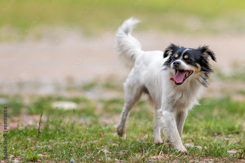 Cane meticcio libero nel campo Cane meticcio libero nel campo