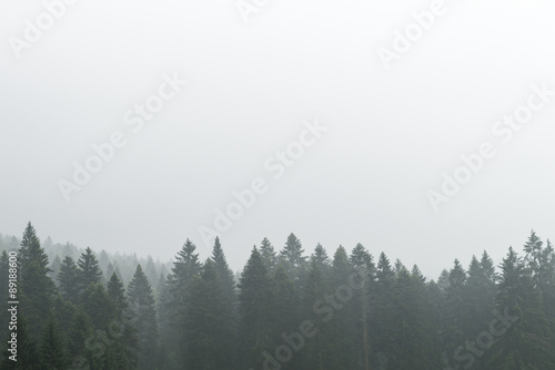 Forest in fog.