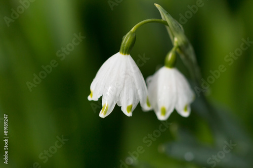 Snowdrop stem with two flowers on blurry background © kiravolkov
