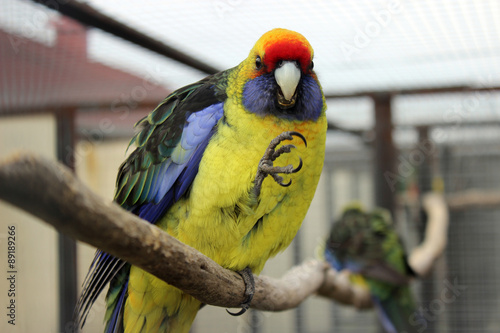 Green Rosella (Platycercus Caledonicus), NSW, Australia photo