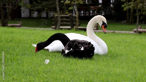 El Cisne negro come hierba en el parque y el Cisne blanco  limpia su plumaje photo