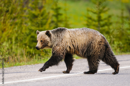 Фотография Grizzly Bear (Ursus arctos horribilis)