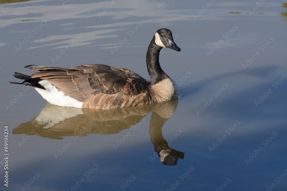 Canada Goose swimming on lake Canada Goose swimming on lake