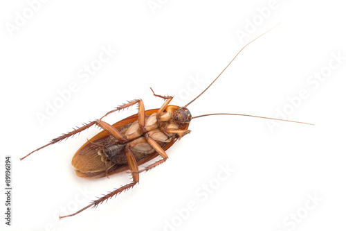 Dead cockroach on white background © sanga007