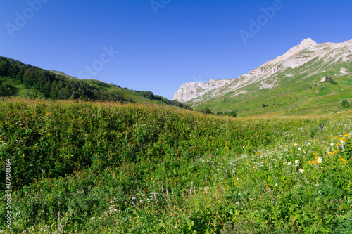 Beautiful fields of flowers