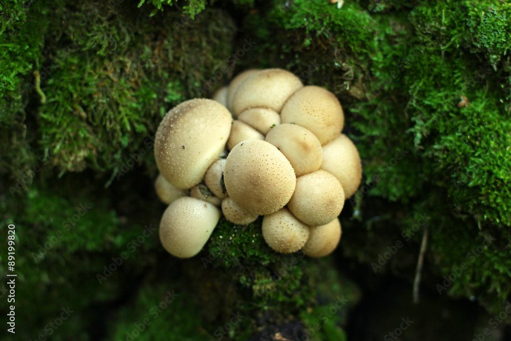 Гриб дождевик