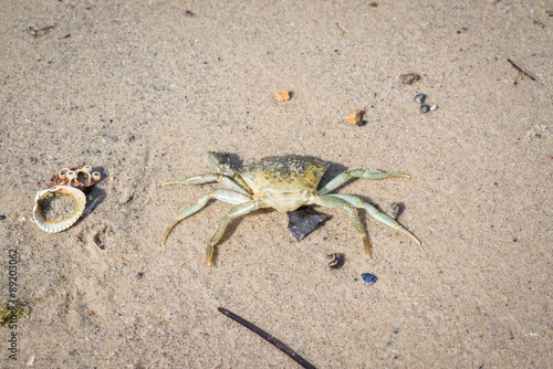 Crab on a sand beach