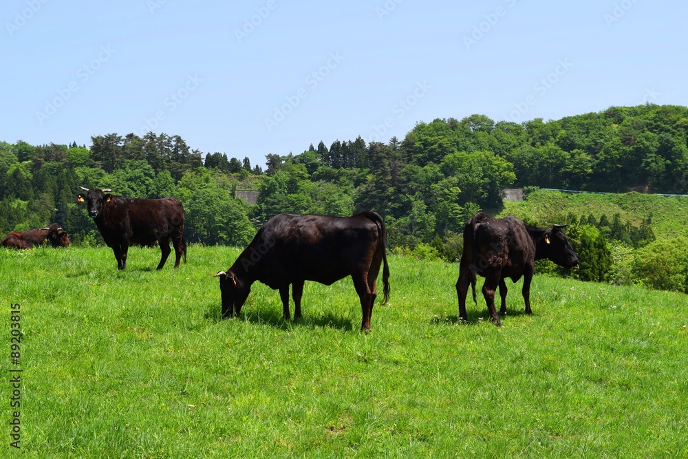 牛の放牧／山形県鶴岡市羽黒町川代にある月山高原牧場で、牛の放牧風景を撮影した写真です。この牧場は、約100haの緑のジュウタンが広がり、雄大な高原の中で牛や羊を眺められます。牛を放牧すると足腰が丈夫になる、広々とした牧場で運動することにより健全な牛になる、管理の手間が省ける、エサ代の削減など良いこと尽くしです。高原からの眺めは最高で、ひそかな観光ポイントになっています。