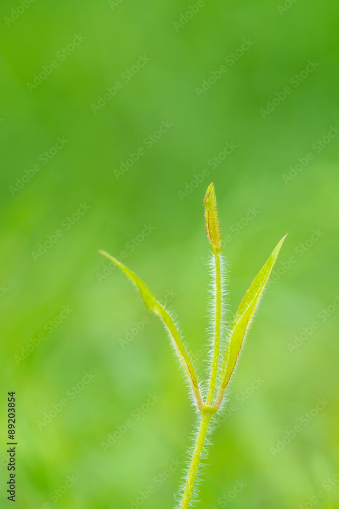 new fresh green leaves on natural background new fresh green leaves on natural background