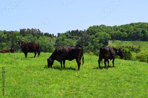 Fototapeta Naklejka Na Ścianę i Meble -  牛の放牧／山形県鶴岡市羽黒町川代にある月山高原牧場で、牛の放牧風景を撮影した写真です。この牧場は、約100haの緑のジュウタンが広がり、雄大な高原の中で牛や羊を眺められます。牛を放牧すると足腰が丈夫になる、広々とした牧場で運動することにより健全な牛になる、管理の手間が省ける、エサ代の削減など良いこと尽くしです。高原からの眺めは最高で、ひそかな観光ポイントになっています。