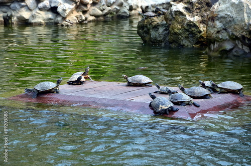 Turtles bask in the sun