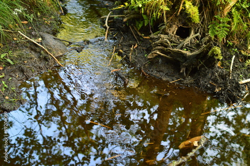Water flows slowly in the forest brook clean clear