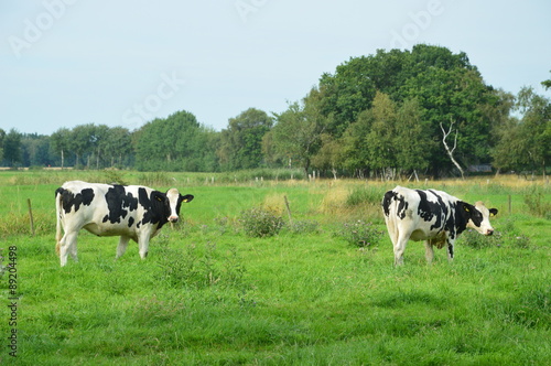 zwei Kuehe auf der Weide