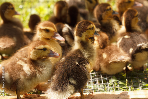Little cute ducklings on green grass, outdoors © bravissimos