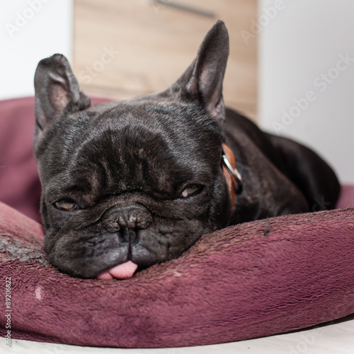 tired french bulldog © Csák István
