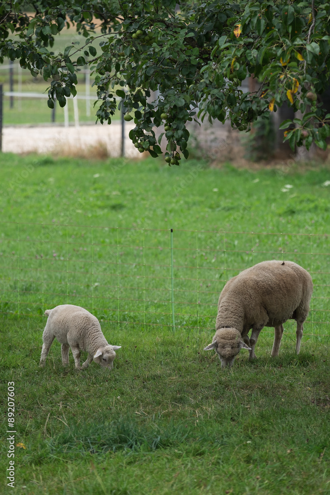 Weisses Lamm und Beiges Schaf am Grasen Weisses Lamm und Beiges Schaf am Grasen