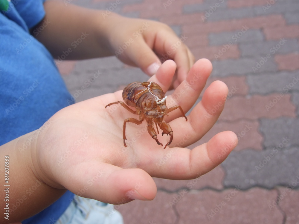 Obraz premium セミの抜け殻 少年の手のひら